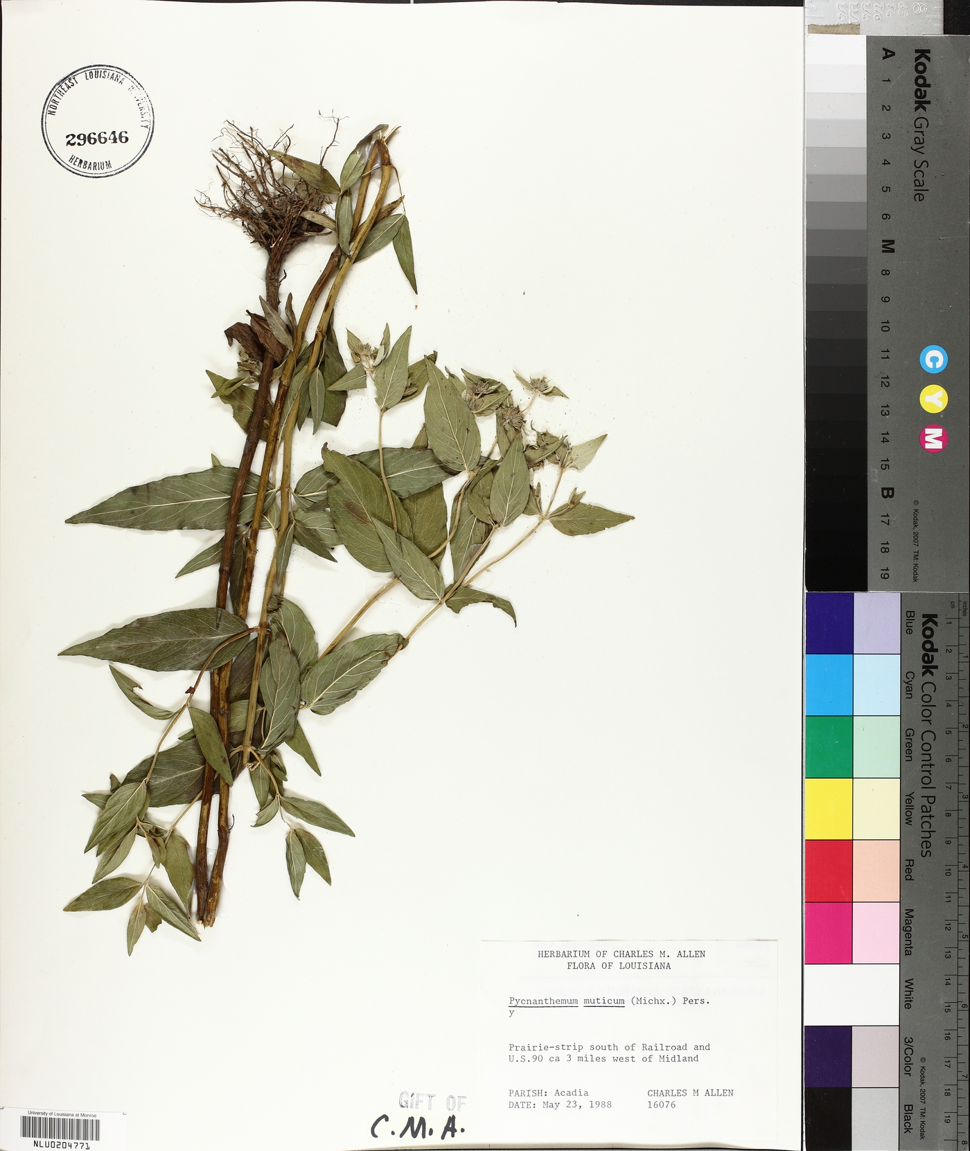 Pycnanthemum muticum image