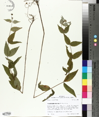 Pycnanthemum muticum image