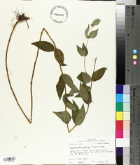 Pycnanthemum muticum image
