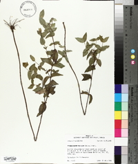Pycnanthemum muticum image
