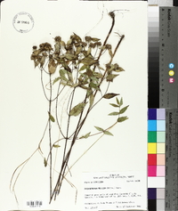 Pycnanthemum muticum image