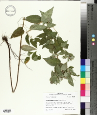 Pycnanthemum muticum image