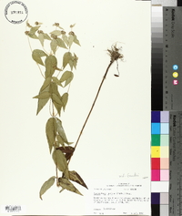Pycnanthemum muticum image
