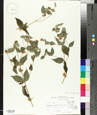 Pycnanthemum muticum image