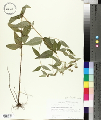 Pycnanthemum muticum image