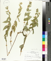 Pycnanthemum muticum image