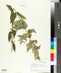 Pycnanthemum muticum image