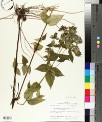Pycnanthemum muticum image