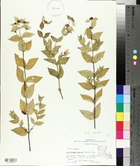 Pycnanthemum muticum image