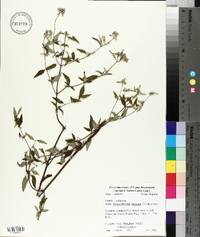 Pycnanthemum muticum image