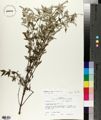 Pycnanthemum albescens image