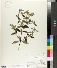 Pycnanthemum albescens image