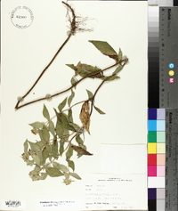 Pycnanthemum albescens image