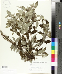 Pycnanthemum albescens image