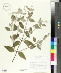 Pycnanthemum curvipes image