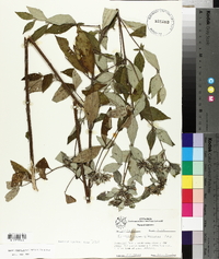 Pycnanthemum albescens image