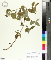 Pycnanthemum albescens image