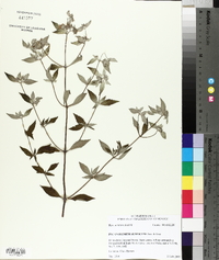 Pycnanthemum albescens image
