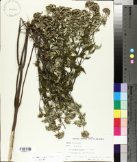 Pycnanthemum albescens image