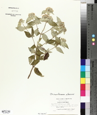 Pycnanthemum albescens image