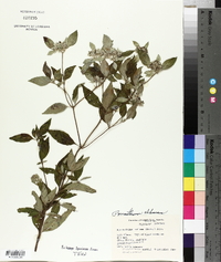 Pycnanthemum albescens image