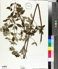 Pycnanthemum albescens image