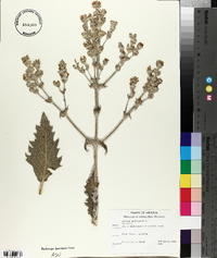 Salvia aethiopis image