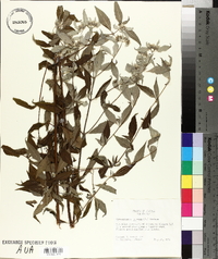 Pycnanthemum incanum image