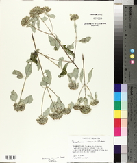 Pycnanthemum incanum image