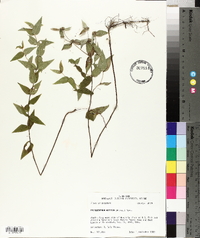 Pycnanthemum muticum image