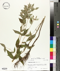 Pycnanthemum muticum image