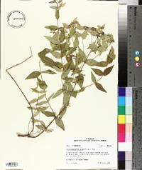 Pycnanthemum muticum image