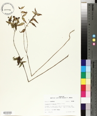 Pycnanthemum muticum image