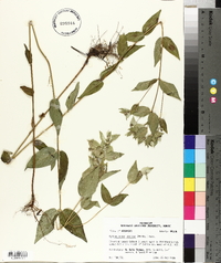 Pycnanthemum muticum image