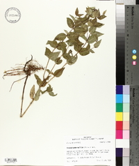 Pycnanthemum muticum image