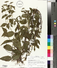Pycnanthemum muticum image