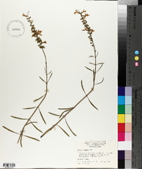 Salvia azurea image