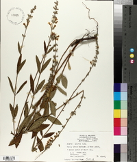 Salvia azurea image