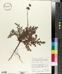 Salvia columbariae image