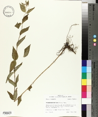 Pycnanthemum muticum image