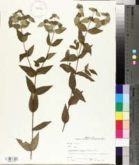 Pycnanthemum muticum image
