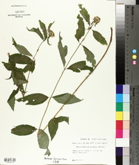 Pycnanthemum montanum image