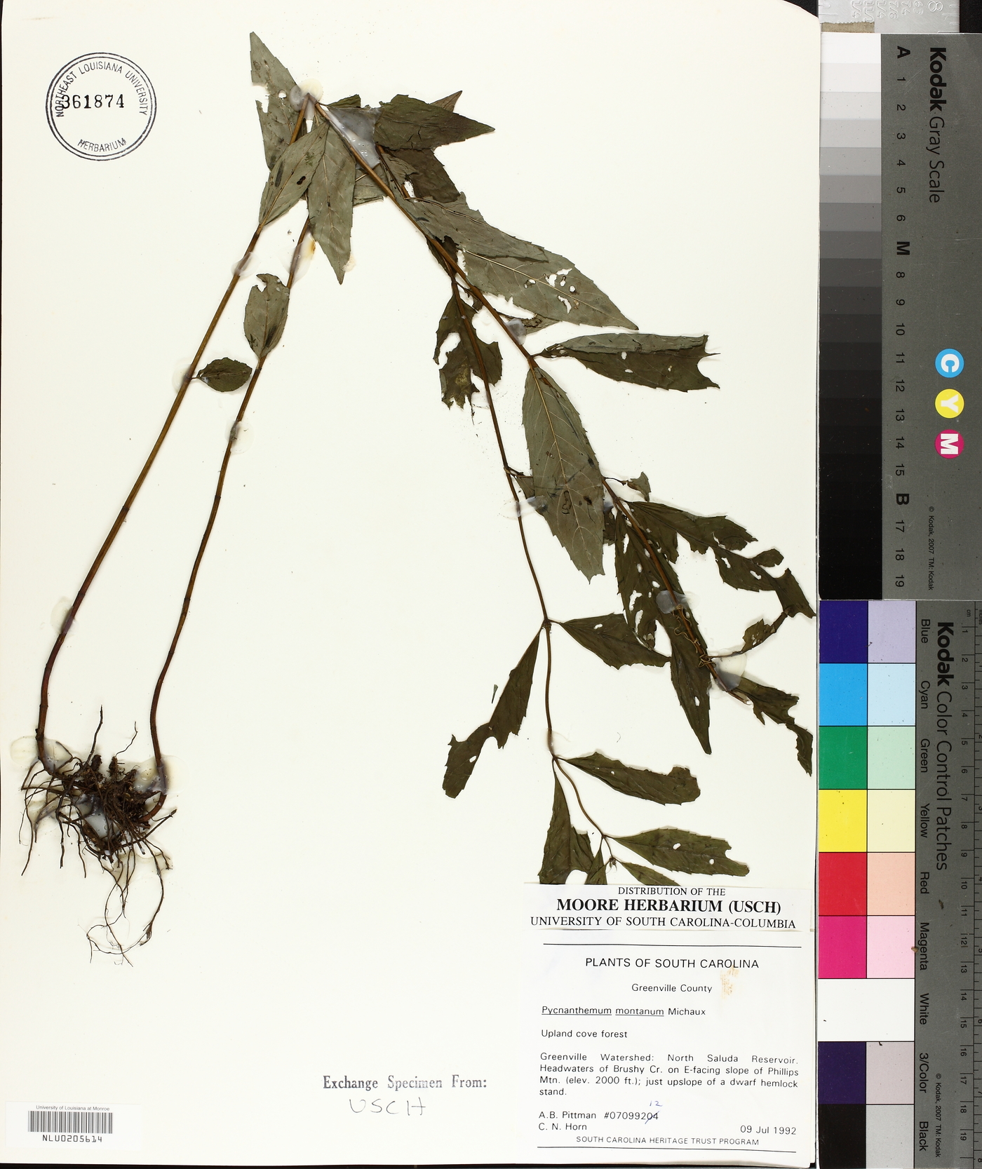 Pycnanthemum montanum image