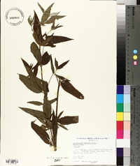 Pycnanthemum montanum image