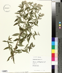 Pycnanthemum pilosum image
