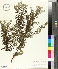Pycnanthemum pilosum image