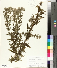 Pycnanthemum pilosum image