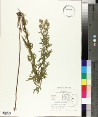 Pycnanthemum pilosum image