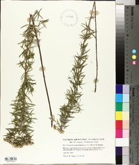Pycnanthemum virginianum image
