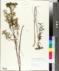Pycnanthemum virginianum image